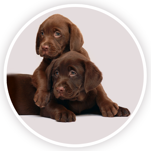 Bouton-rond-chiots