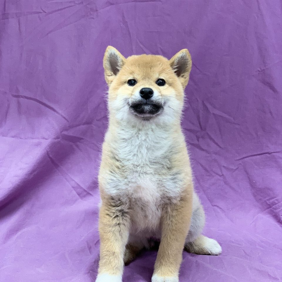 Chiot Shiba Inu Sésame Femelle à Vendre Paris