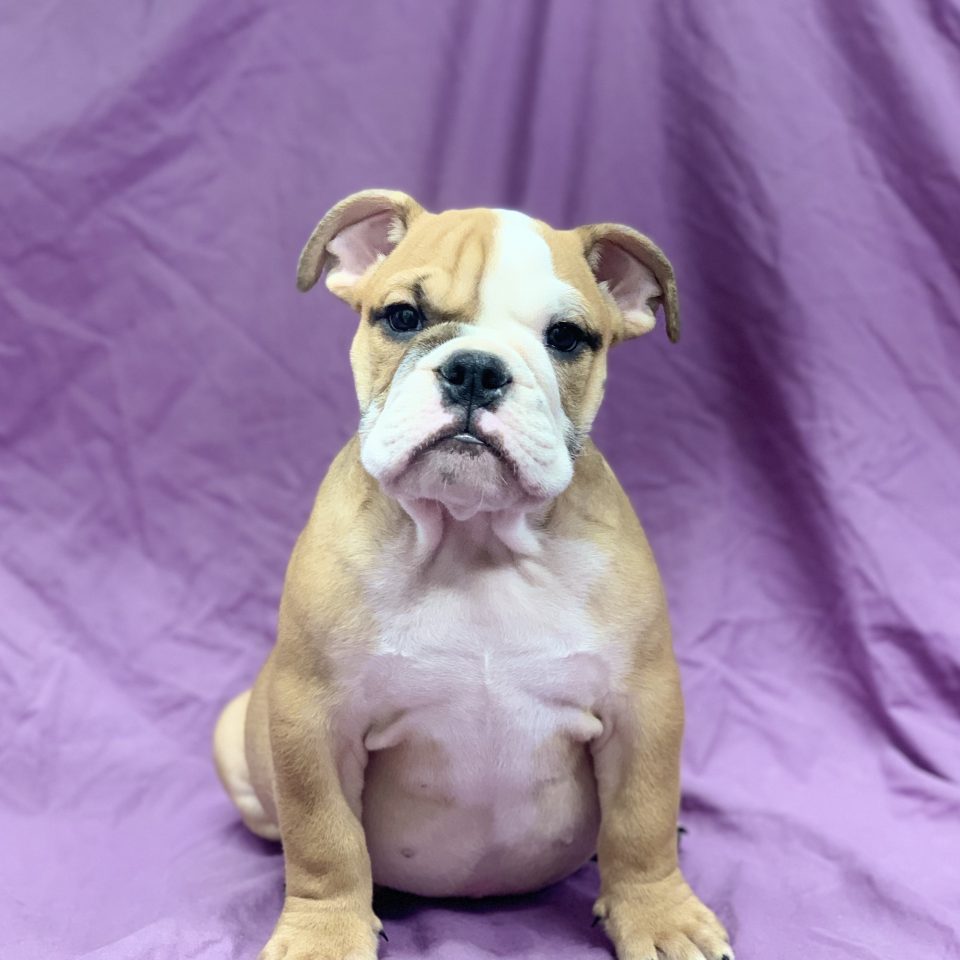 Chiot Bulldog Anglais Fauve Et Blanc Mâle à Vendre Paris