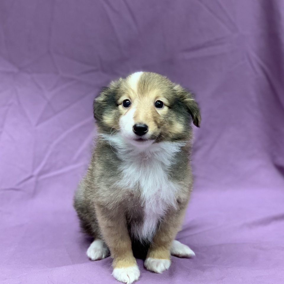 Chiot Berger Des Shetland Femelle Bicolore à Vendre Paris