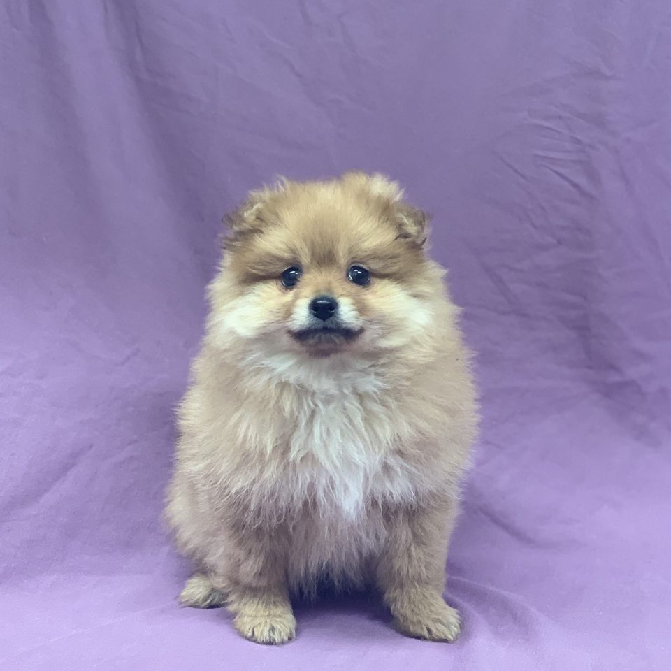 Chiots Disponibles Dans Notre Magasin