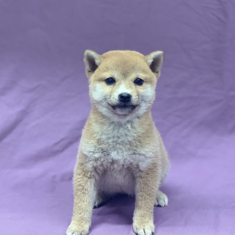 Notre Nouveau Bébé Est Un Chien Loup De Saarloos Golden Wendy