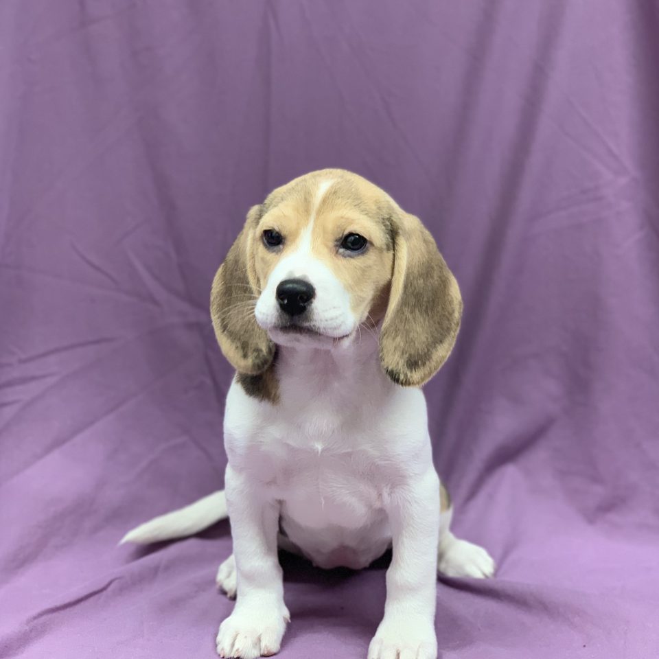 Chiot Beagle Tricolore Femelle à Vendre Paris