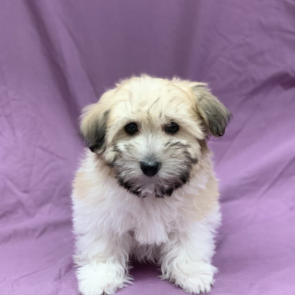 Les Animaux De Paris Animalerie Paris Vente De Chiots