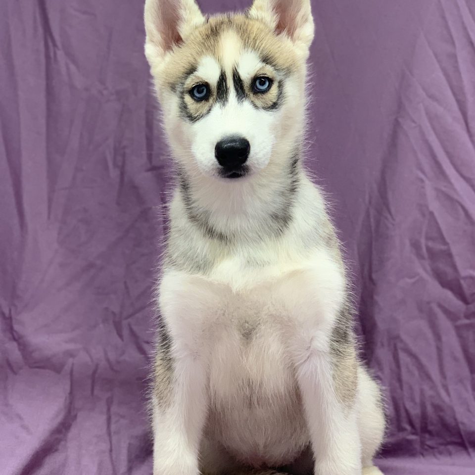 Chiot Husky De Siberie Gris Et Blanc Femelle A Vendre Paris