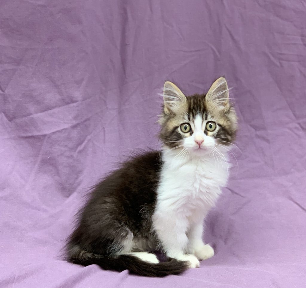 Chaton Croise Maine Coon Sacre De Birmanie Brown Tabby Et Blanc Male A Vendre Paris