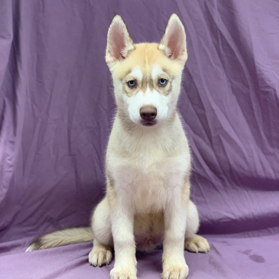 Chiot Husky De Siberie Gris Sable Et Blanc Male A Vendre Paris