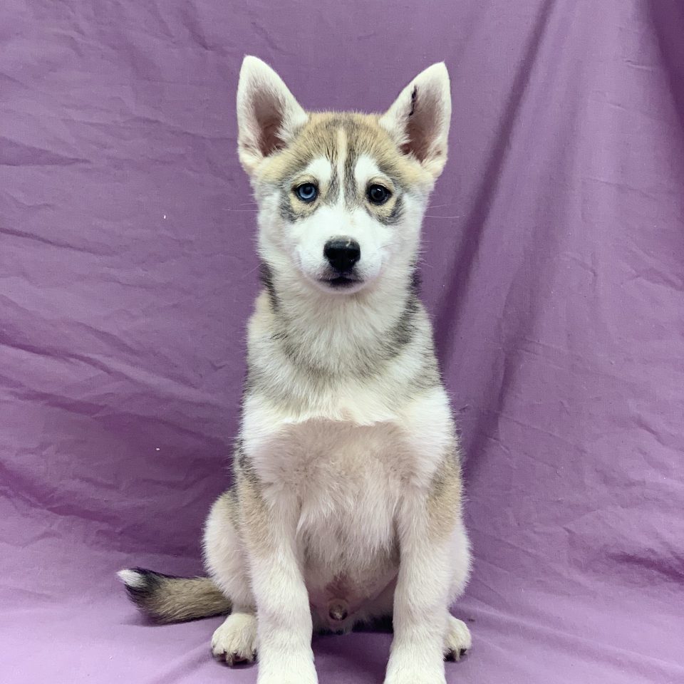 P6dwy2eqkk N7m P6dwy2eqkk N7m