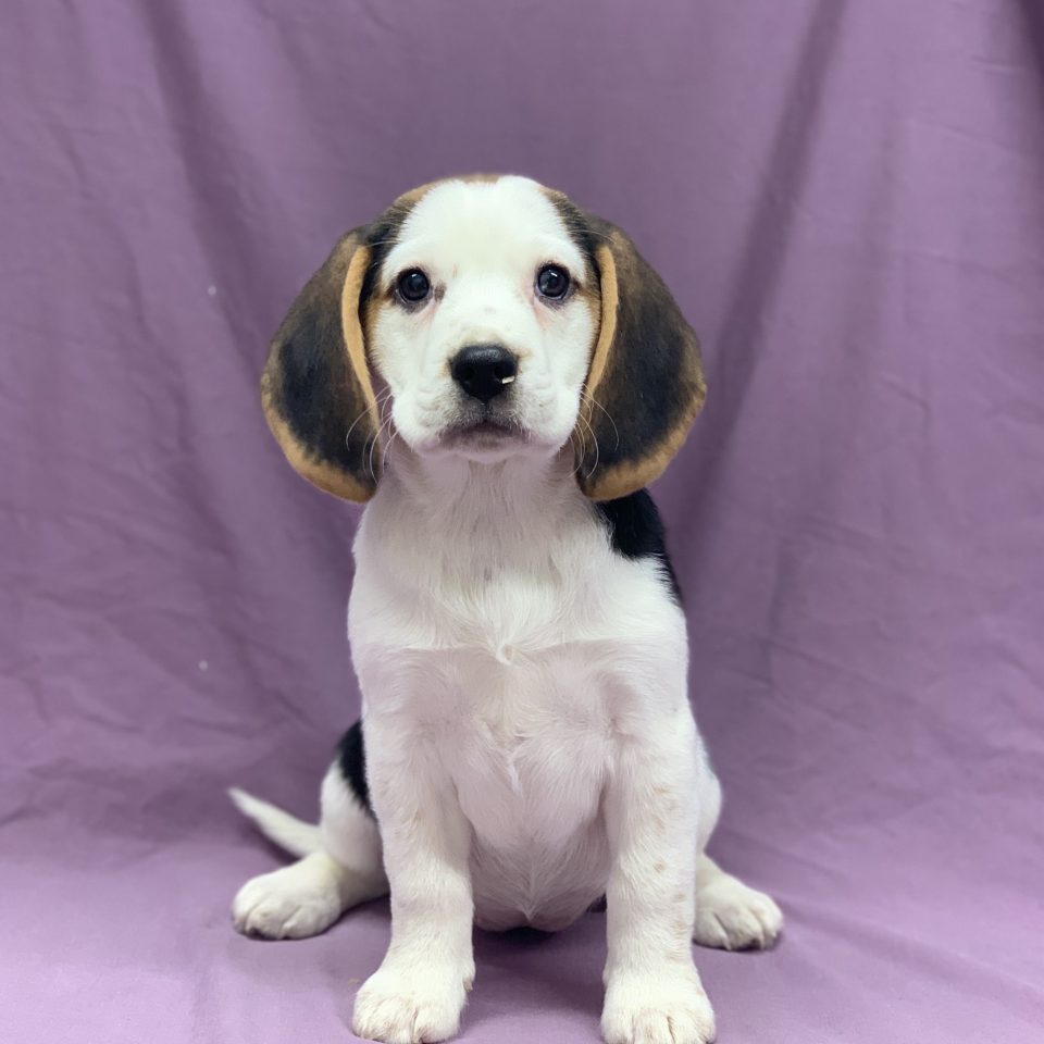 Shana chiot beagle tricolore femelle à vendre Paris