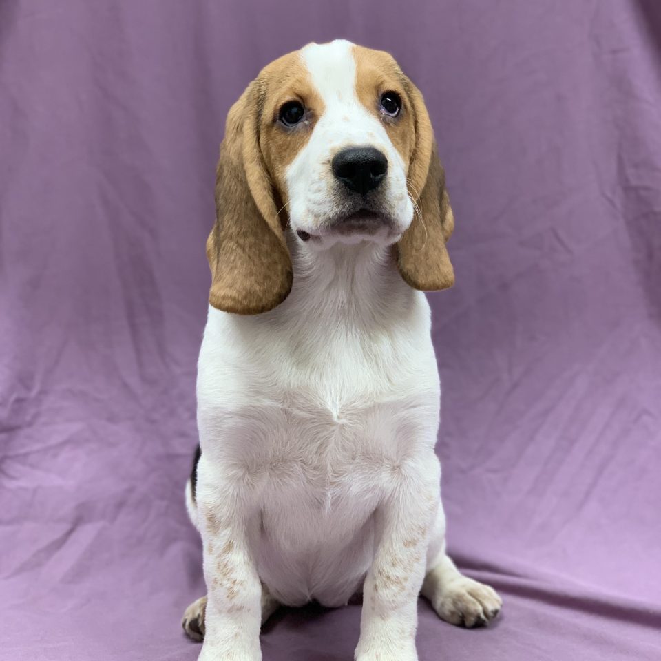 Stella chiot beagle tricolore femelle à vendre Paris