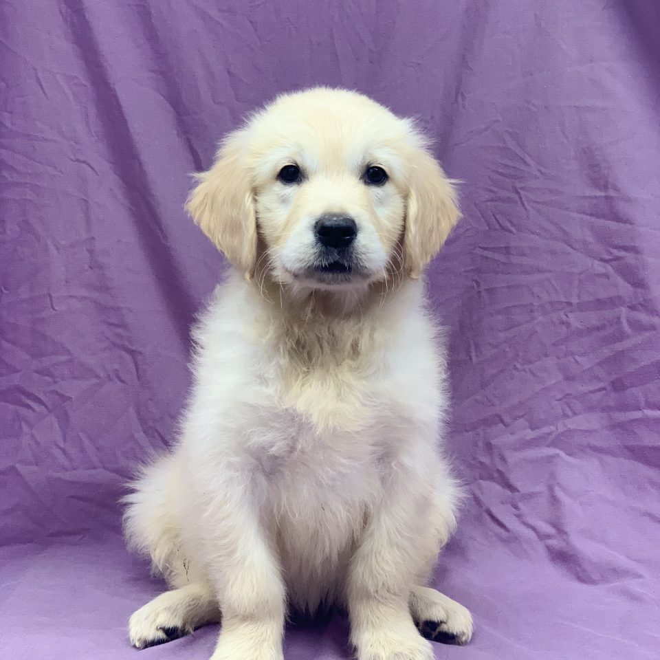 Chiot Golden Retriever Sable Femelle A Vendre Paris