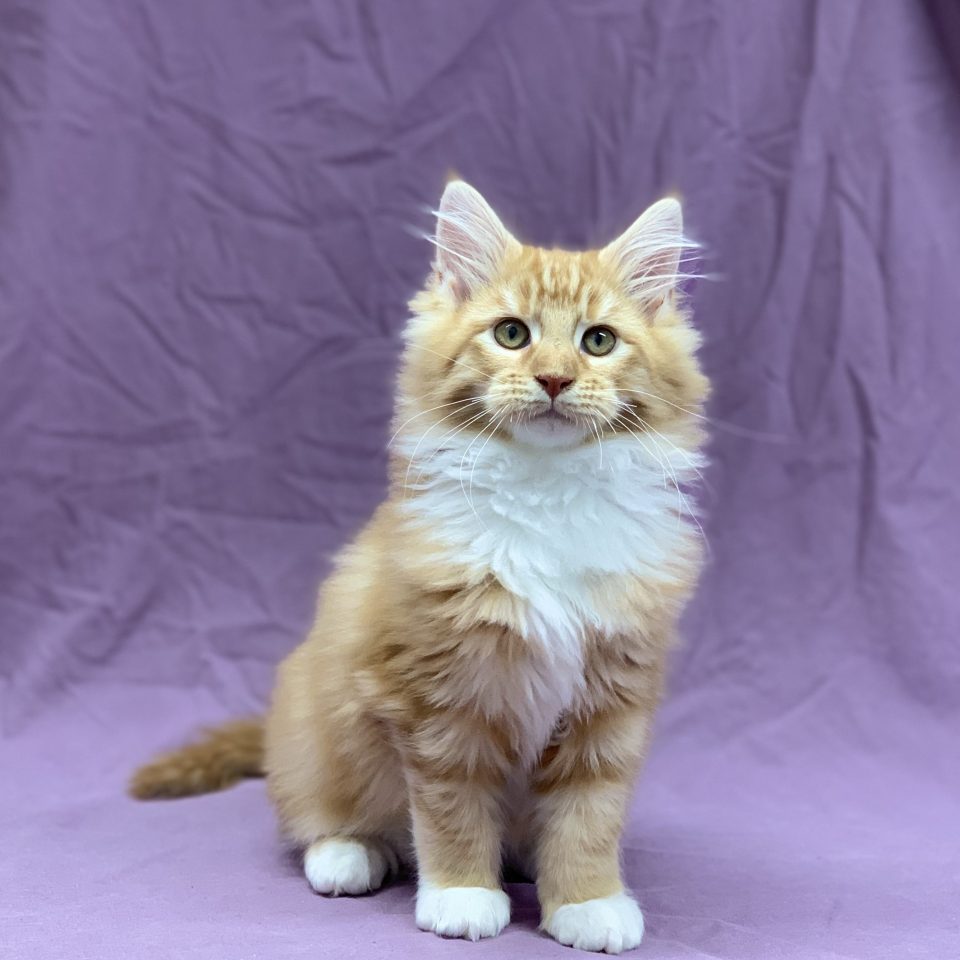 Chatons Disponibles Dans Notre Magasin