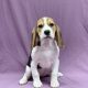 Tess chiot beagle tricolore femelle à vendre Paris