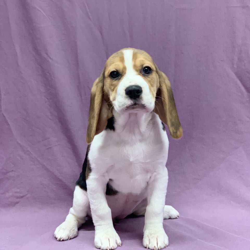 Tess chiot beagle tricolore femelle à vendre Paris