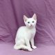 Twilight chaton européen femelle blanche à vendre Paris