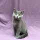 chartreux chaton femelle bleu à vendre Paris