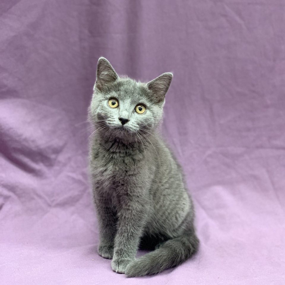 chartreux chaton femelle bleu à vendre Paris