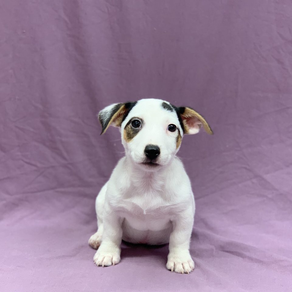 Uno chiot jack russell tricolore mâle à vendre Paris