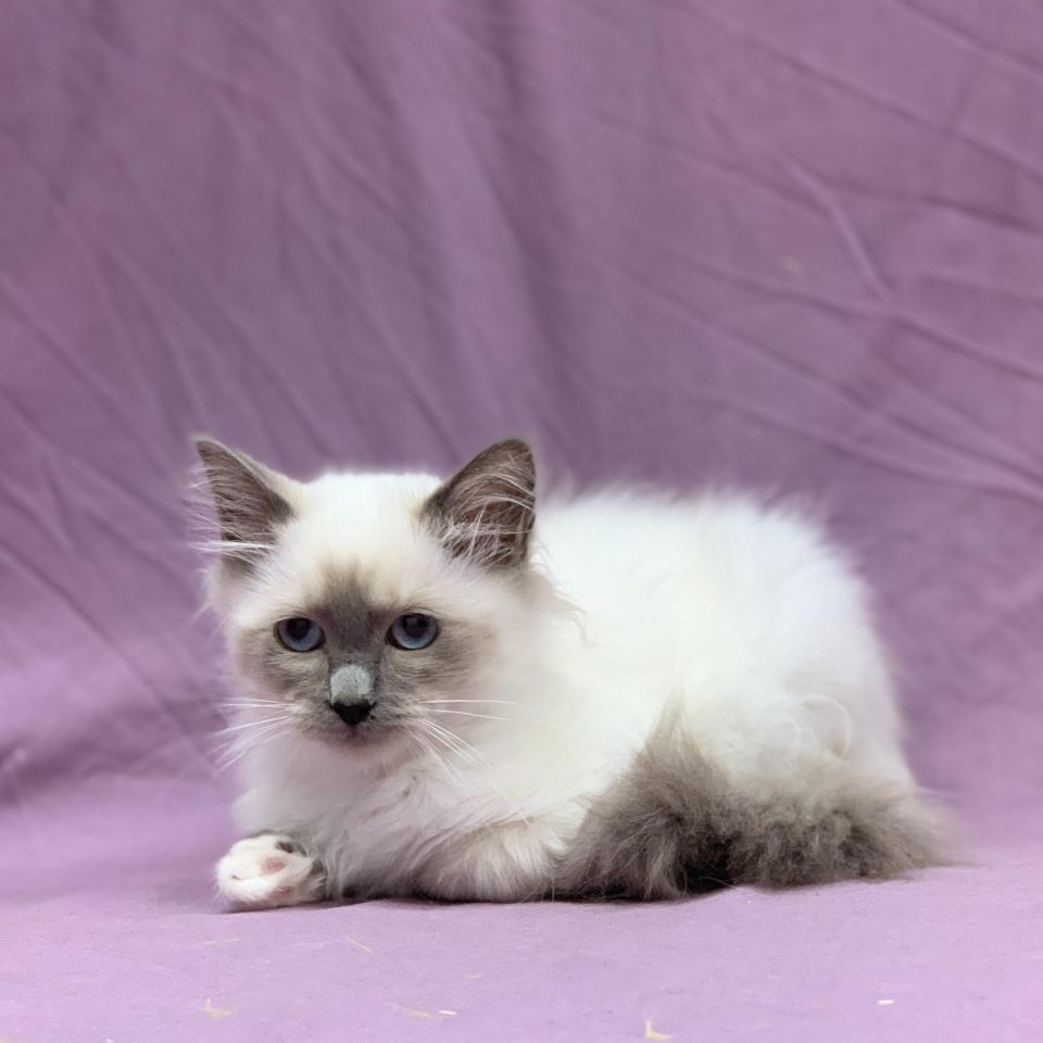 Venezia chaton sacré de Birmanie femelle blue point à vendre Paris