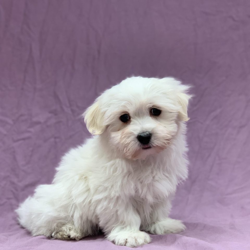 Vaillant chiot coton de tuléar mâle blanc à vendre Paris