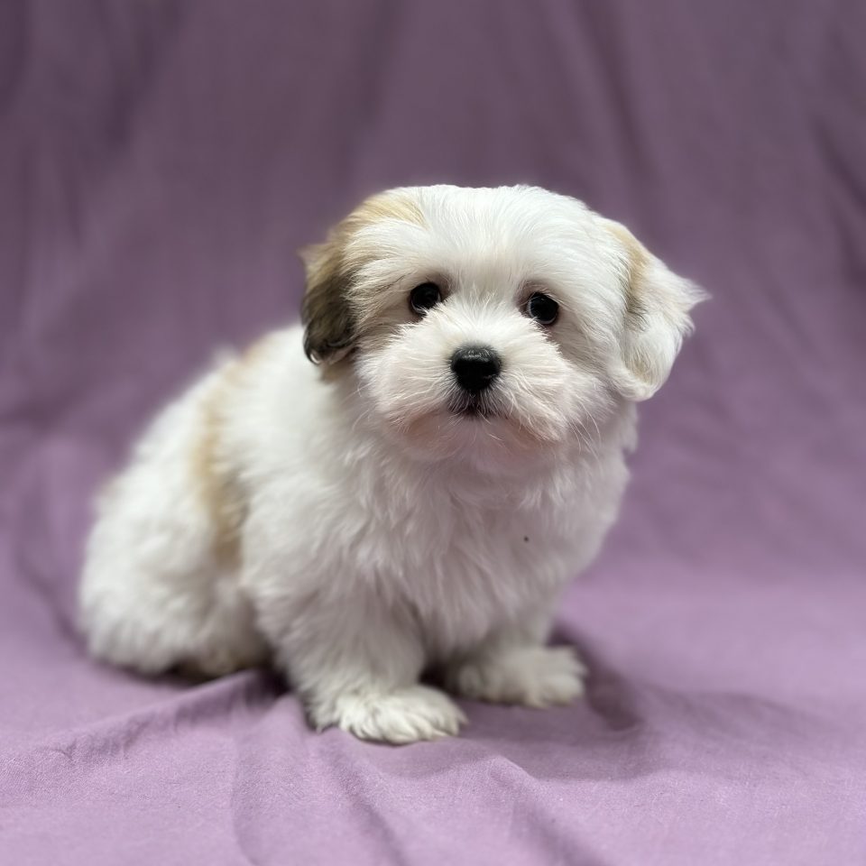 virginia chiot coton de tuléar femelle blanc et fauve à vendre Paris