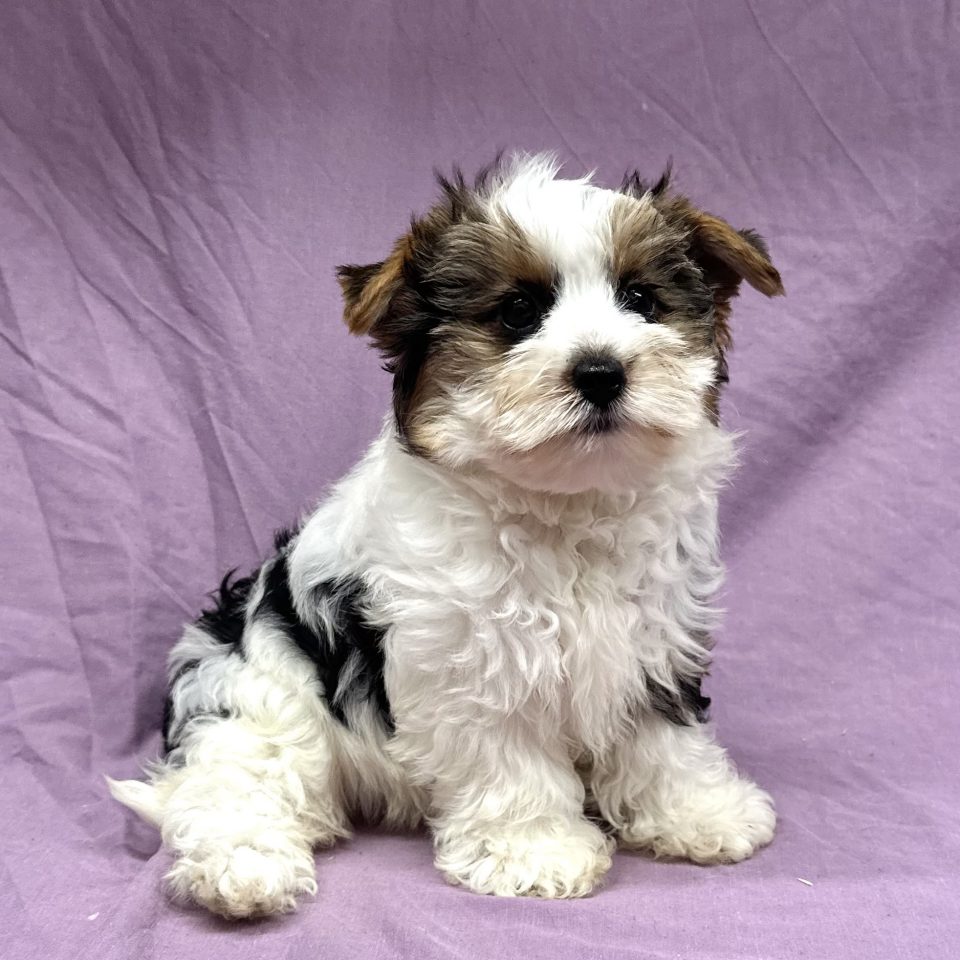 Azura chiot yorkshire biewer tricolore femelle à vendre Paris