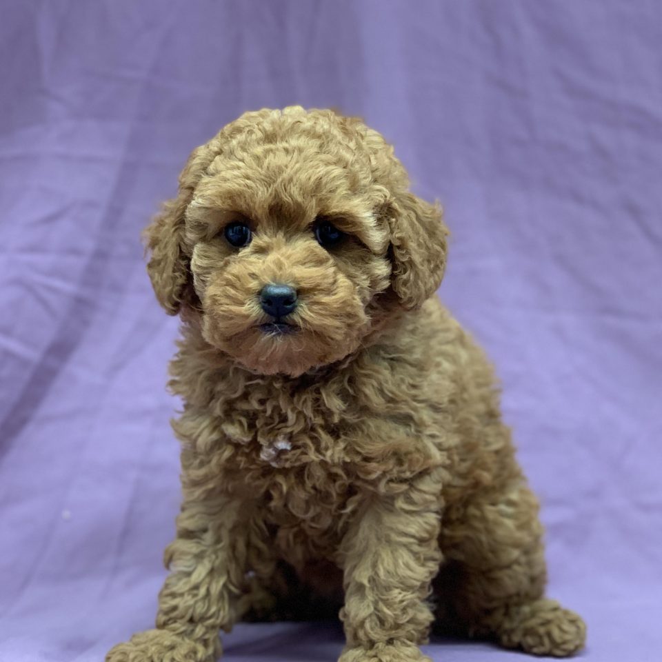 Astra chiot caniche femelle abricot à vendre Paris
