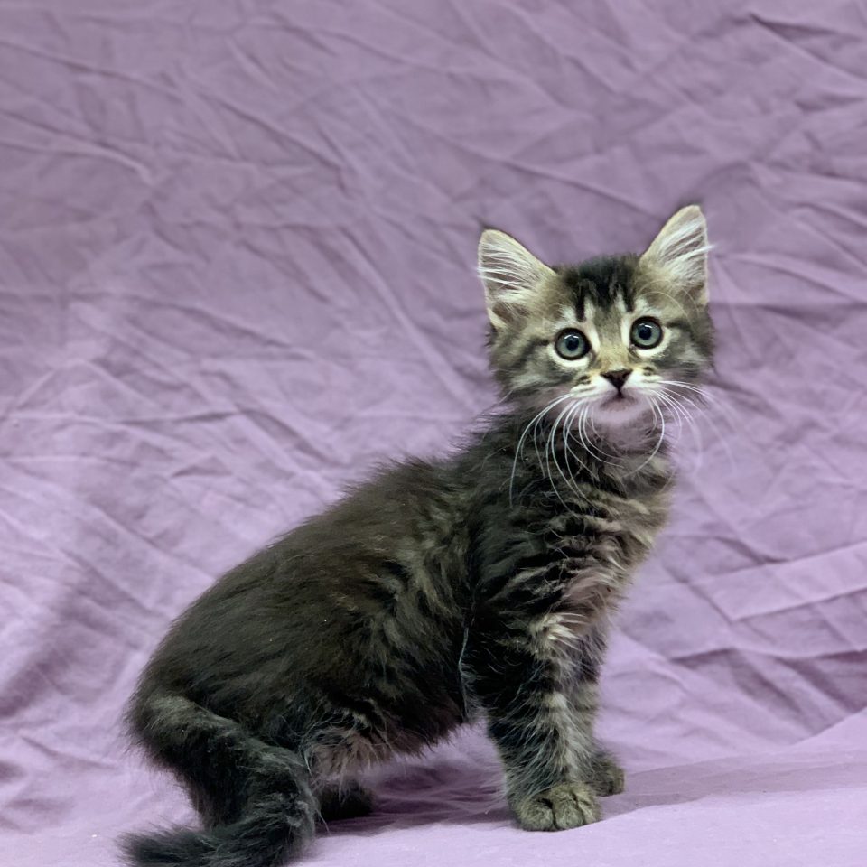 Voly chaton européen femelle brown tabby à vendre Paris