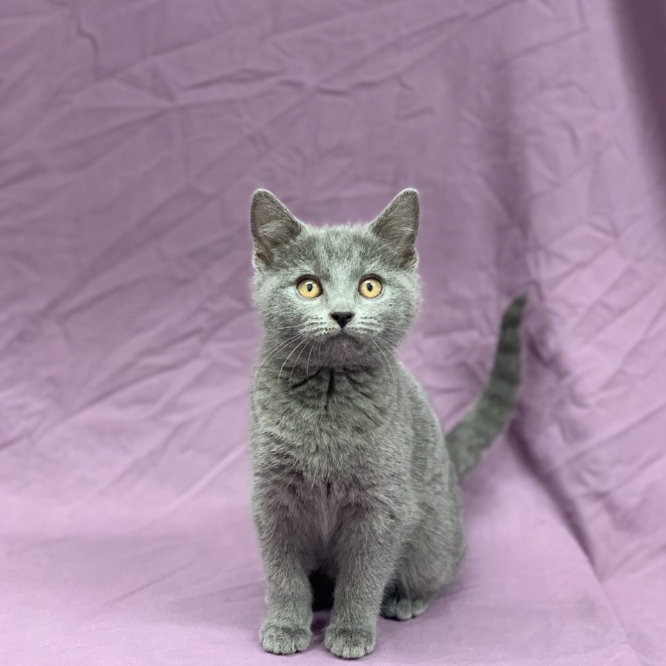 Vandrille chartreux chaton femelle bleu à vendre Paris