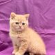 Zeshan chaton british shorthair mâle roux à vendre Paris
