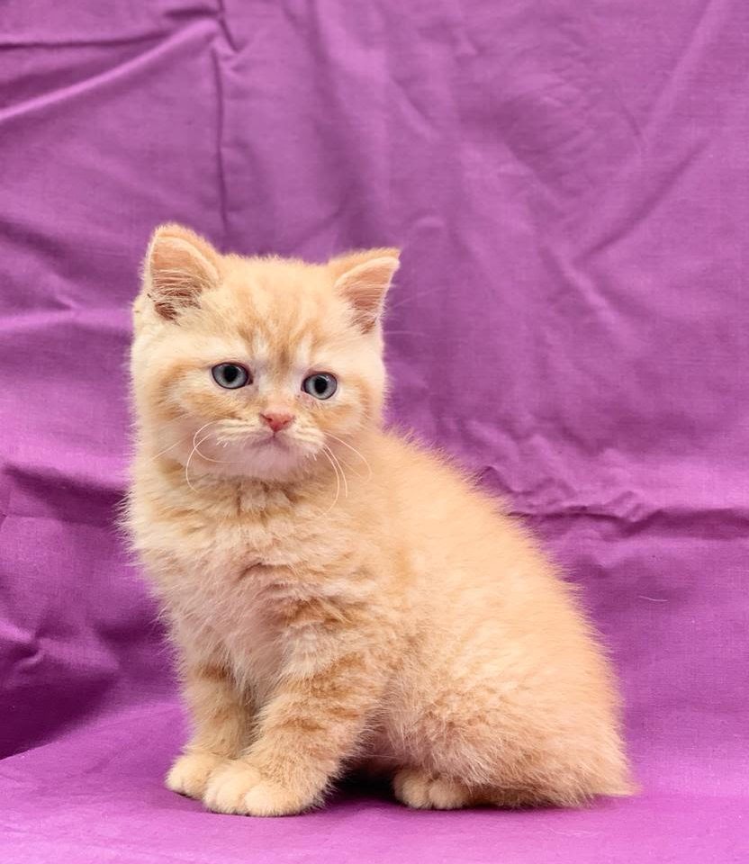 Udson chaton british shorthair mâle roux à vendre Paris