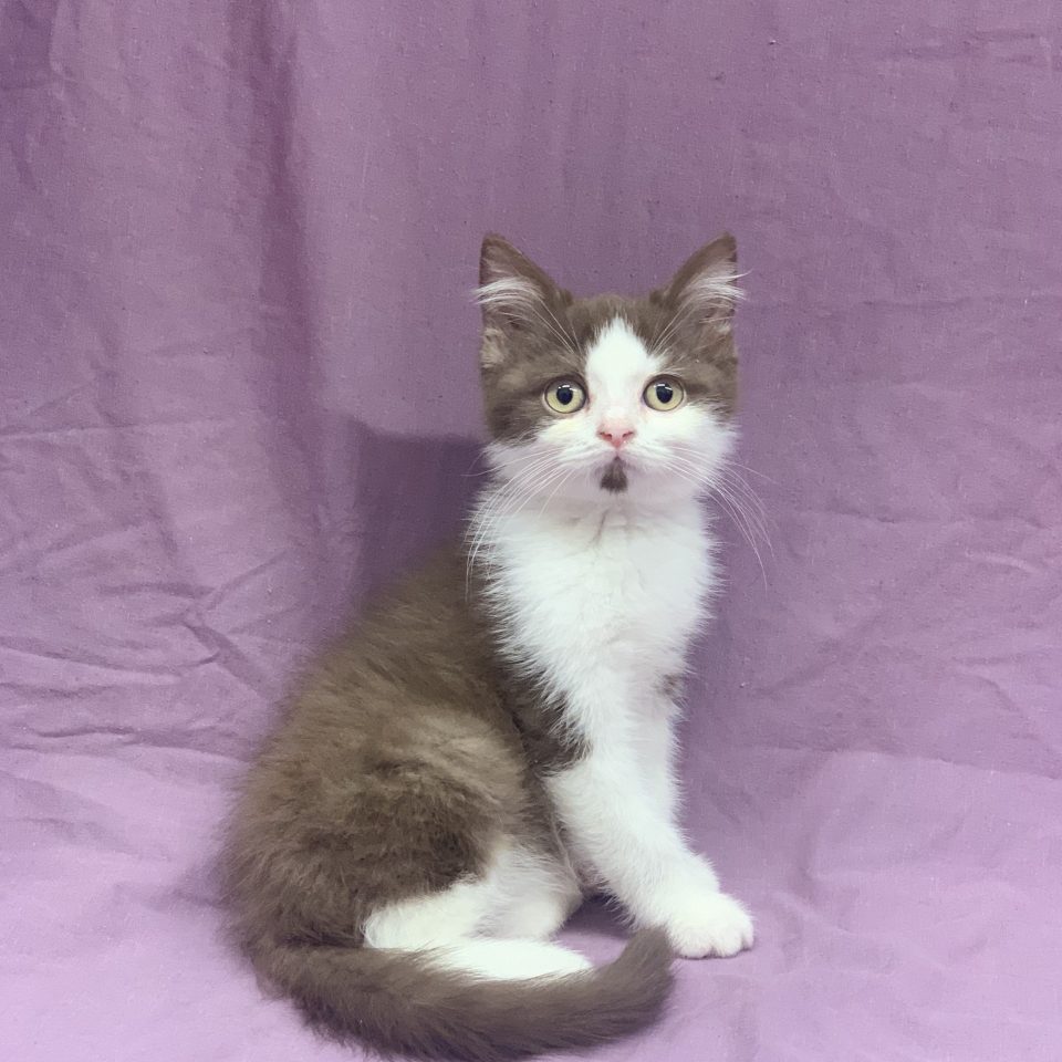 Uno Lulu chaton british shorthair mâle chocolat et blanc à vendre Paris