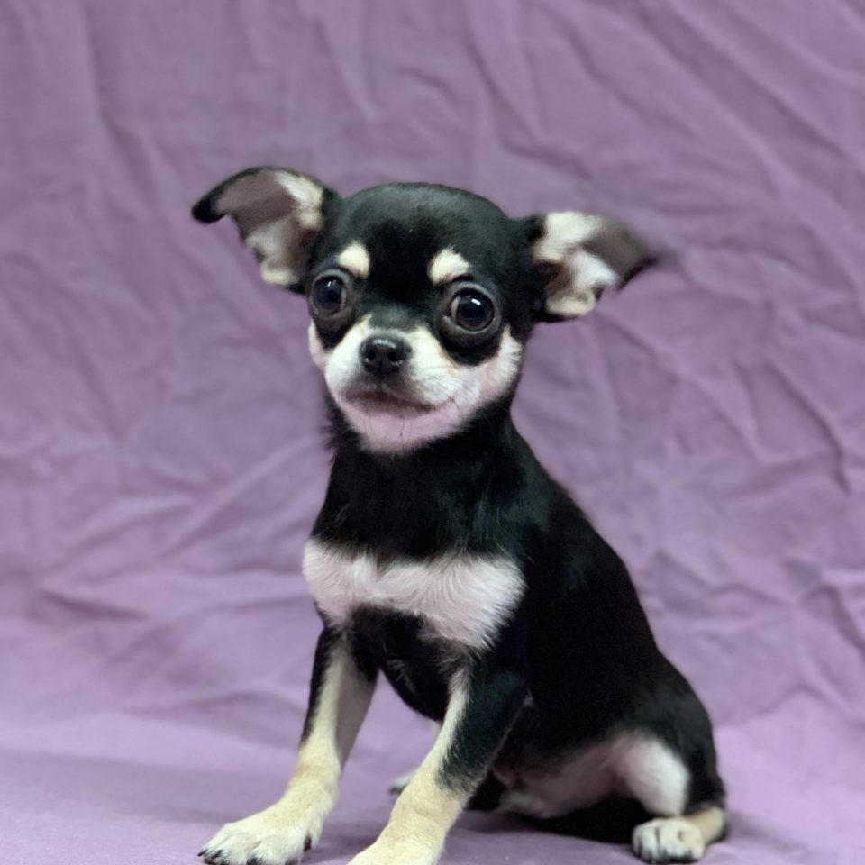 Uragorn chiot chihuahua tricolore mâle à vendre Paris