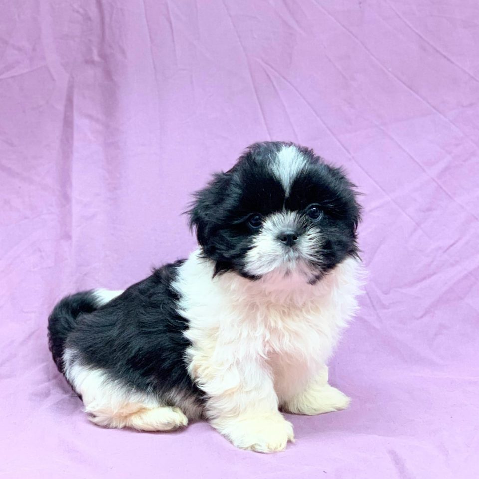 chiot shih-tzu noir et blanc mâle à vendre Paris