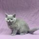 chaton british shorthair mâle bleu à vendre Paris