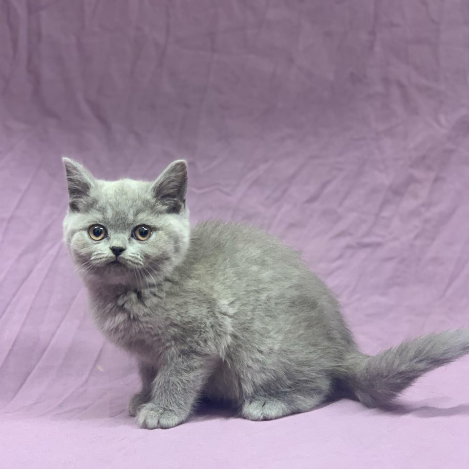 chaton british shorthair mâle bleu à vendre Paris