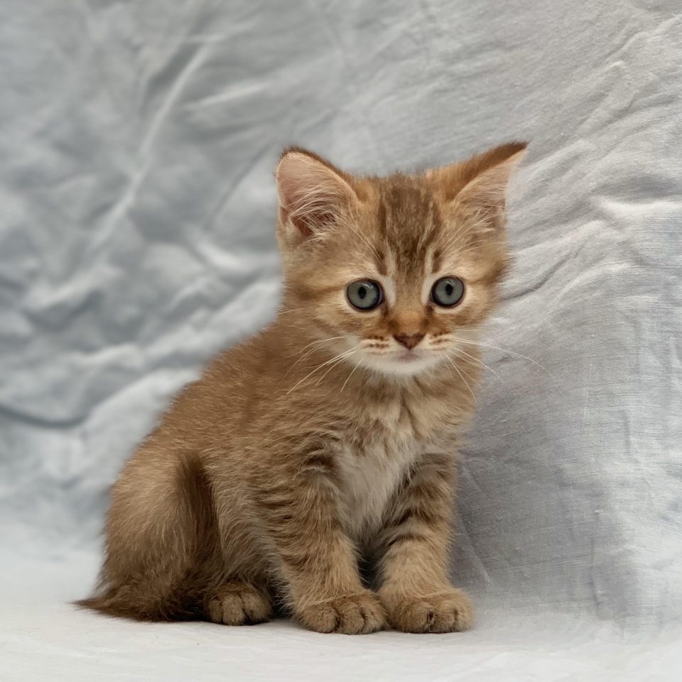 Vendome chaton british shorthair femelle chocolat golden shaded à vendre Paris