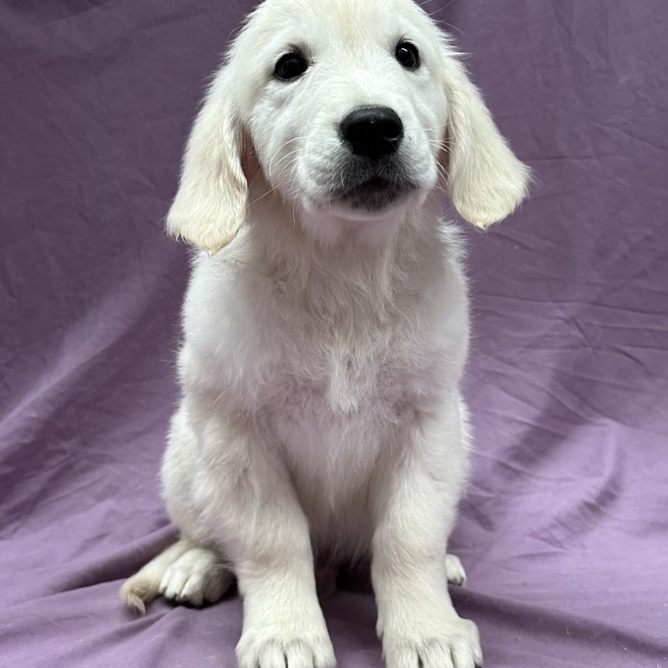 Vince chiot golden retriever sable mâle à vendre Paris