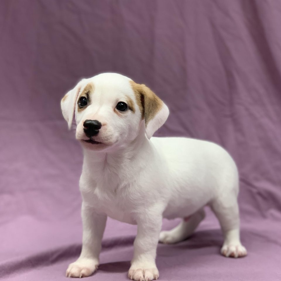chiot jack russell blanche et fauve femelle à vendre Paris