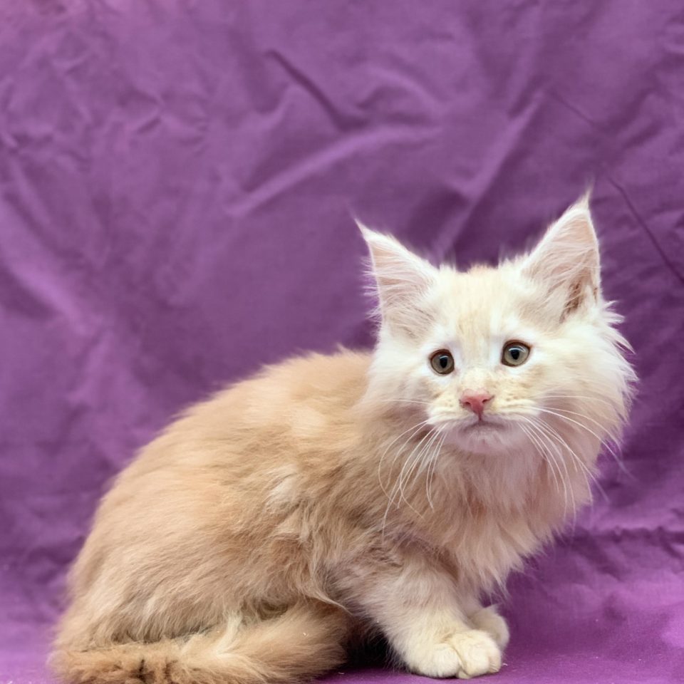 chaton maine coon mâle red smoke à vendre Paris