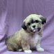 Vanille chiot shih-tzu beige clair femelle à vendre Paris