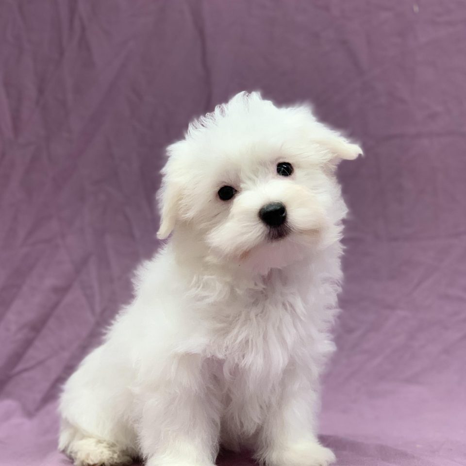 Versailles chiot bichon maltais mâle à vendre sur paris