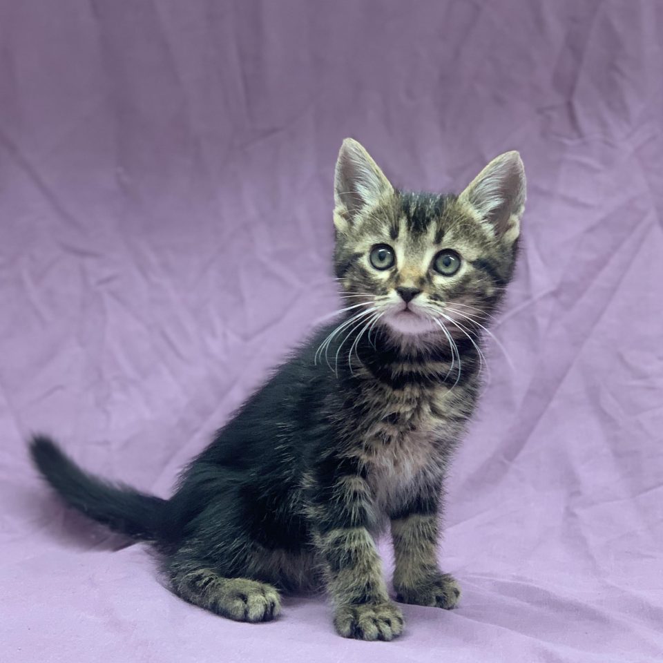 Alaska chaton européen mâle brown tabby à vendre Paris