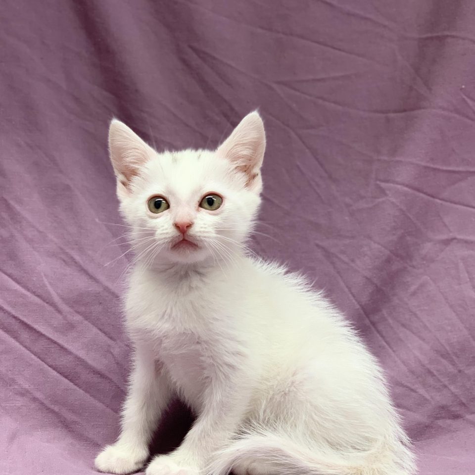 chaton européen mâle blanc à vendre Paris