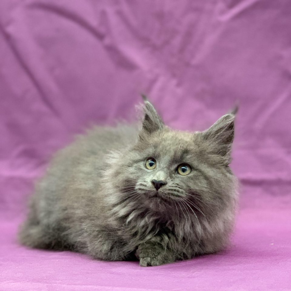 Viva la Diva chaton maine coon femelle bleu à vendre Paris