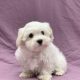 Vassim chiot bichon maltais mâle blanc à vendre Paris