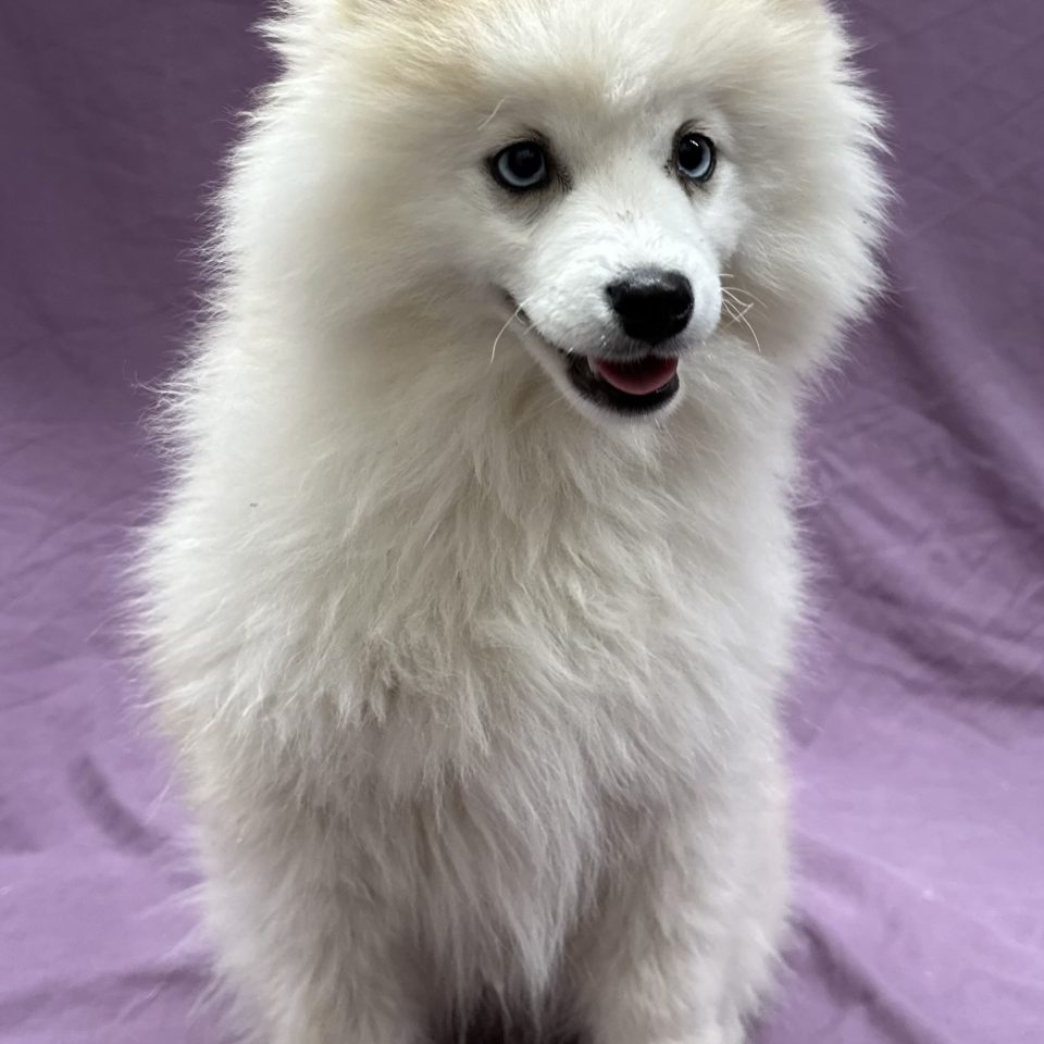 Aslan chiot pomsky mâle roux et blanc à vendre Paris