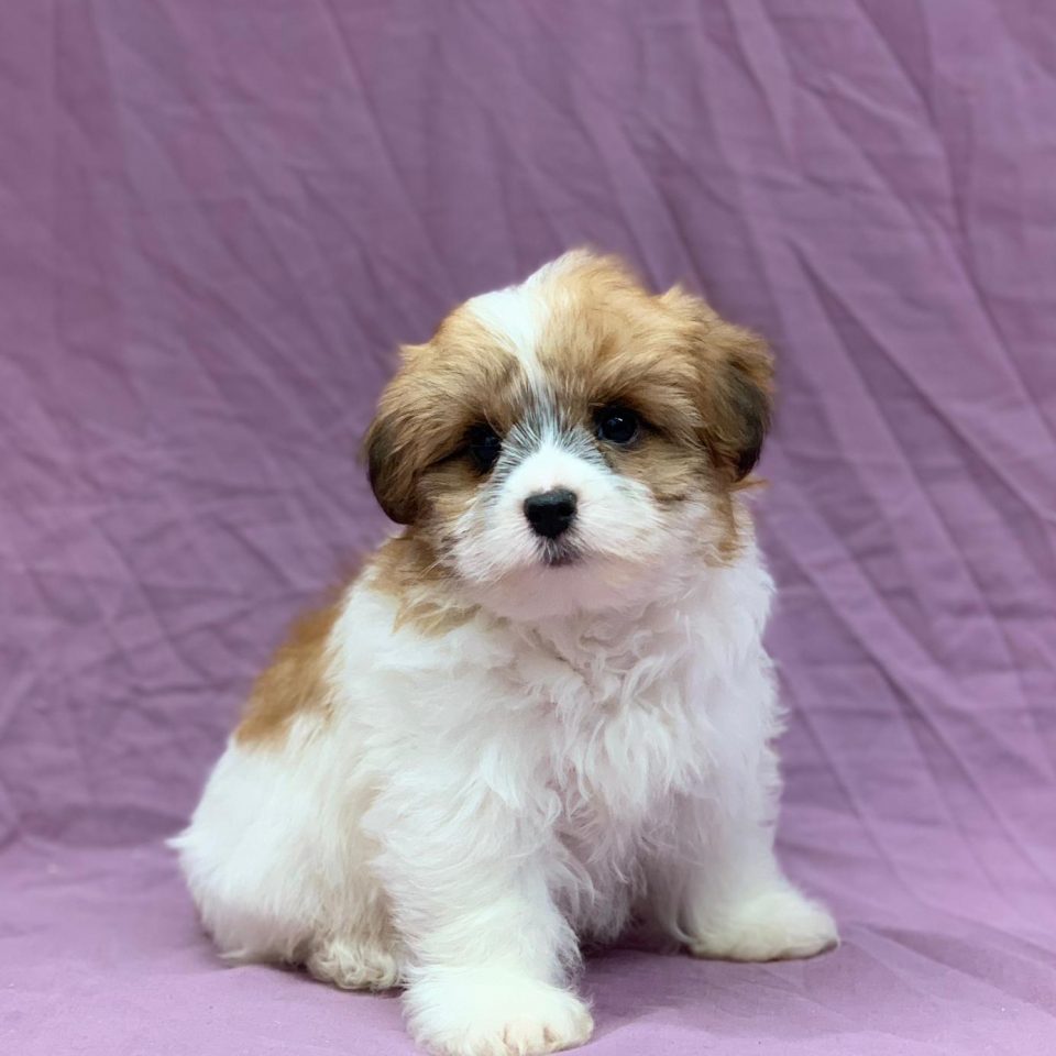 Vania chiot yorkshire biewer fauve et blanc femelle à vendre Paris