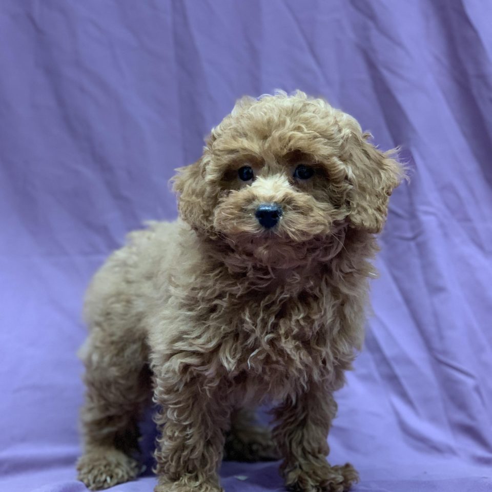 Vidock chiot caniche mâle abricot à vendre Paris