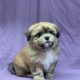 Vulko chiot shih-tzu beige clair mâle à vendre Paris